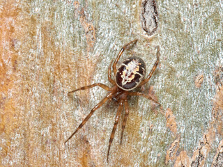 False widow spider. Steatoda nobilis 