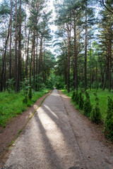 Naklejka premium A concrete path along the forest on a summer day.