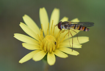 Marmalade hoverfly is visiting a yellow flower of composite family.