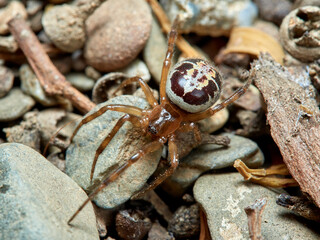 False widow spider. Steatoda nobilis 