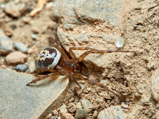 False widow spider. Steatoda nobilis 