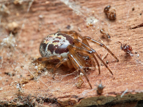 False widow spider. Steatoda nobilis 