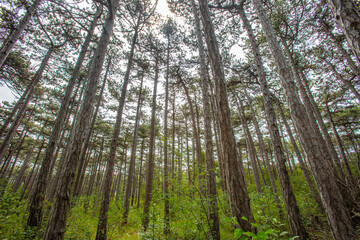 trees in green forest