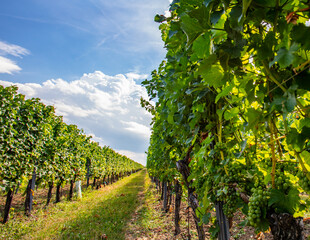 Fototapeta na wymiar green grapes in vineyard