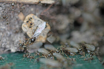 Preparation for swarming of the black path ants