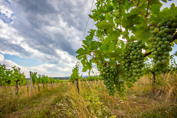 Fototapeta na wymiar green grapes in vineyard