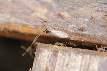 Preparation for swarming of the black path ants