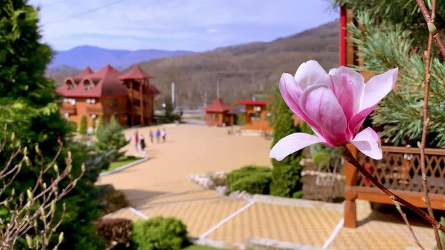 Pink magnolia flower on the background of the village, mountains, landscapes and green nature. Close up. 
