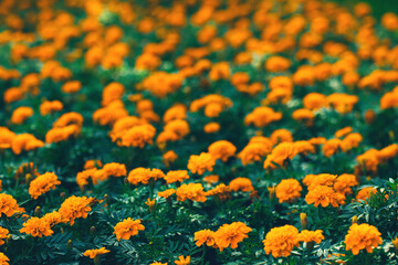 Soft focused orange marigolds flowers (Tagetes erecta, African, Mexican, Aztec marigold) with green leaves in garden flowerbed. Summer and fall shades of yellow, orange blooming floral background