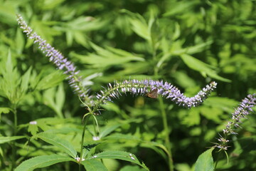 中部山岳国立公園、上高地。