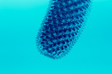 Fashion dark blue colored Cactus on azure background. Trendy tropical cacti plant close-up. Art Concept. Creative fashionable Style. Surrealism