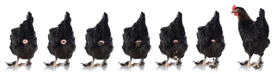 Series of a pooping chicken isolated on white