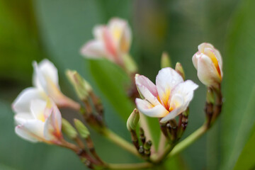 Plumeria in the garden with leaves in the background