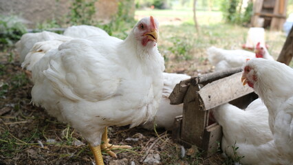 backyard chicken in its natural environment