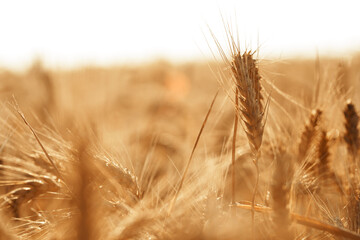 Ears of golden wheat on field, close up