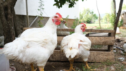 backyard chicken in its natural environment