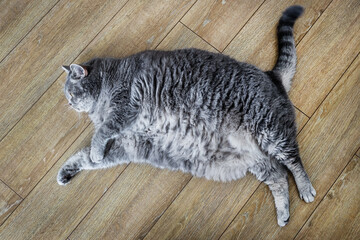 fat British cat is lying on the floor and peeping - 446739375