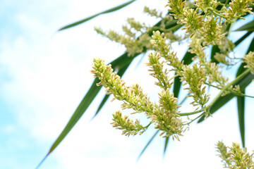 Dracaena loureiri gagnep flowers, Agavaceae flowers. Dracaena cochinchinensis flowers on tree.
