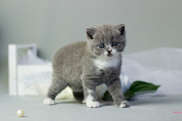 British furry blue kitten. Very cute British kitten. British Blue Kitten