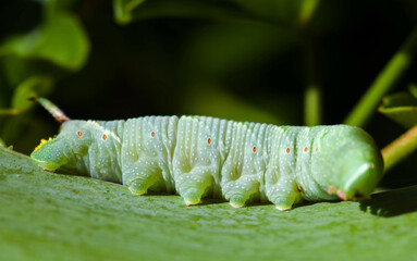 Close-up of lime hawk-moth caterpillar in the natural environment. Mimas tiliae. A large...