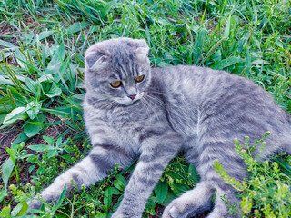 Tabby Scottish Fold Cat Rear View of Young Kitten in Summer Green Grass