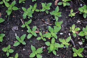 Fresh homegrown basil leafs in the garden