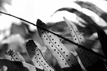 Black and white picture of fern leaf in nature.