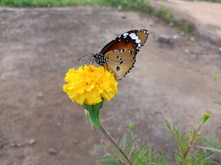Selective focus background blour selective focus on subject butterfly on the flower © Susanta kumar
