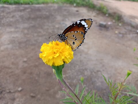 Selective focus background blour selective focus on subject butterfly on the flower