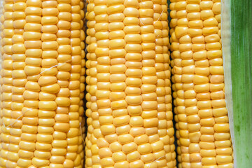 Fresh corn on the cob close-up. Top view with copy space