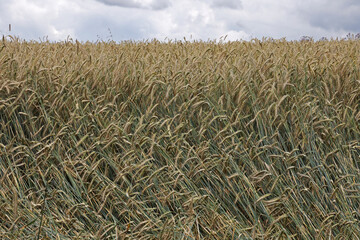 Rye ears ripen in the field in summer