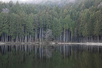 reflection of trees in water