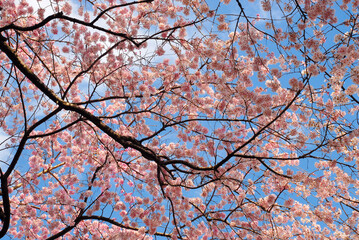 桜のカーテン　満開の桜