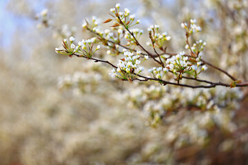 Blooming pear flower, very beautiful