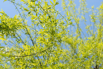 柳の新芽　葉模様