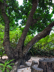 Fototapeta premium tropical forest in Thailand, Similan Islands