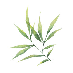 Watercolor bamboo leaves, bamboo branches, a single element on a white background. Botanical illustration for posters, postcards, clothing, banners