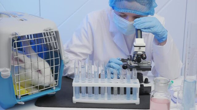 Medical laboratory: Portrait of female scientist looking under microscope, a cage with a rabbit on the table. Animal testing, vaccine research