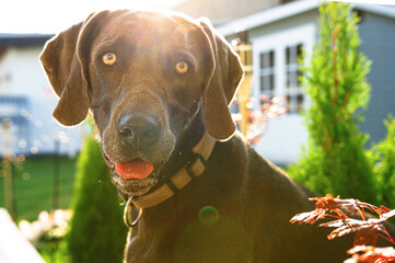 Weimaraner Labrador Hund Ausdruck Augen