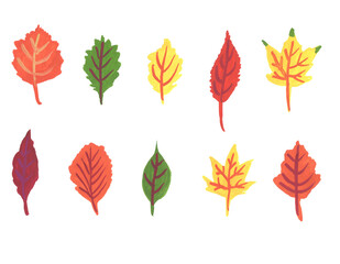 Colorful different autumn leaves on white background