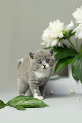 British furry blue kitten. Very cute British kitten. British Blue Kitten