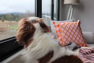 Cavalier King Charles Puppy Dog Looking out of Window