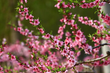 Blooming peach blossom, very beautiful