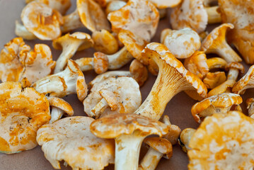 Lots of mushrooms in a pile. Chanterelle mushrooms on cardboard paper close up.