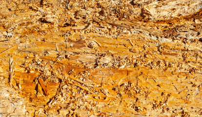 Old tree trunk close up. Rotten cracked wooden board. Cracks and holes from bark beetles and insects.
