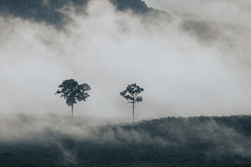 Thick fog, misty view in the morning that surrounds the greenery.