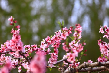 Blooming peach blossom, very beautiful