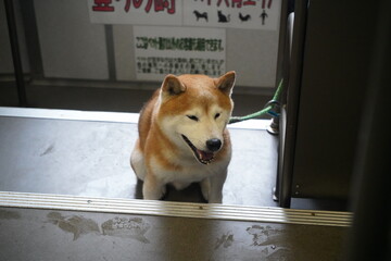 柴犬 霧 御岳山 ロープウェイ Shiba Mist Mount Mitake Ropeway