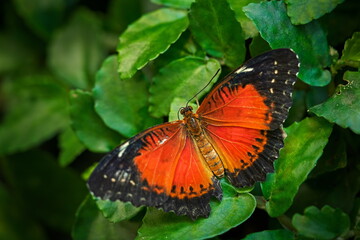 Cethosia cyane, Leopard Lacewing, tropical butterfly distributed from India to Malaysia. Beautiful insect sitting on red and yellow bloom of tree, nature forest habitat.
