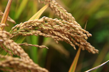 Mature rice farm in the country